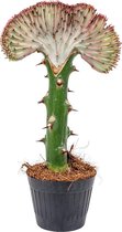 Euphorbia Lactea 'Cristata' - Kandelaarsplant - Kamerplant - Groene plant voor binnen - ⌀11 cm - 30 cm