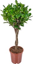 Rubberplant | Ficus Microcarpa 'Moclame' per stuk - Kamerplant in kwekerspot ⌀17 cm - ↕70-80 cm