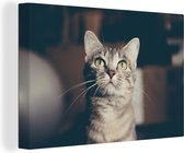 Canvas Schilderij Poes - Dieren - Portret - 30x20 cm - Wanddecoratie