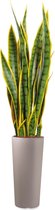 HTT - Kunstplant Sansevieria in Clou rond taupe H115 cm