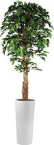 Kunstplant Ficus in Clou rond wit H250 cm - HTT Decorations