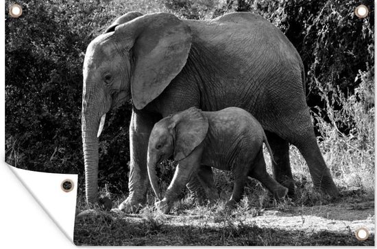 Tuinposter - Tuindoek - Tuinposters buiten - Wandelende baby olifant met zijn moeder - zwart wit - 120x80 cm - Tuin