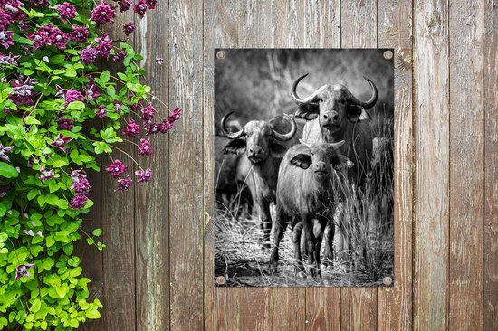Nappe de jardin Groupe de buffles curieux - noir et blanc - 100x100 cm