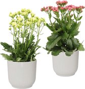 Hellogreen Kamerplant - Set van 2 - Sunny Pink en White Kalanchoë - 40 cm - in ELHO Vibes Fold sierpot (zijdewit)