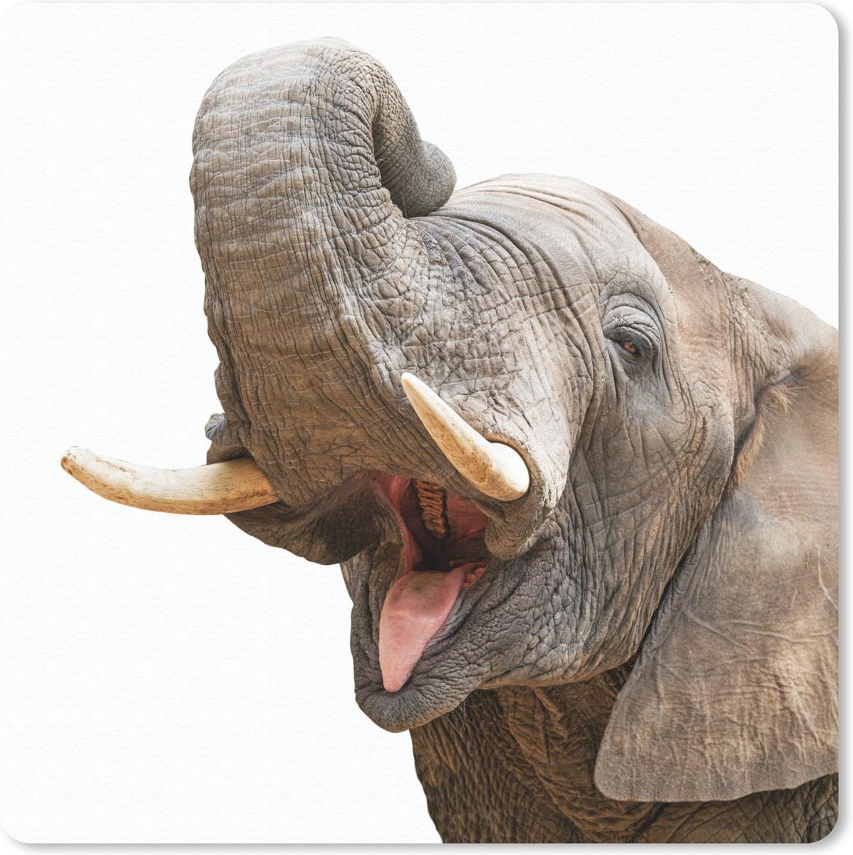 Muismat 20x20 cm - Mousepad Olifant - Tong - Wit - Muismatten