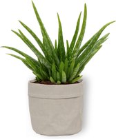 Aloe Vera Kamerplant - ± 30cm hoog - 12cm diameter - in grijze sierzak