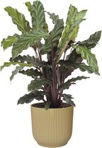 Kamerplant van Botanicly – Marantaceae in beige ELHO plastic pot als set – Hoogte: 45 cm – Calathea Rufibarba