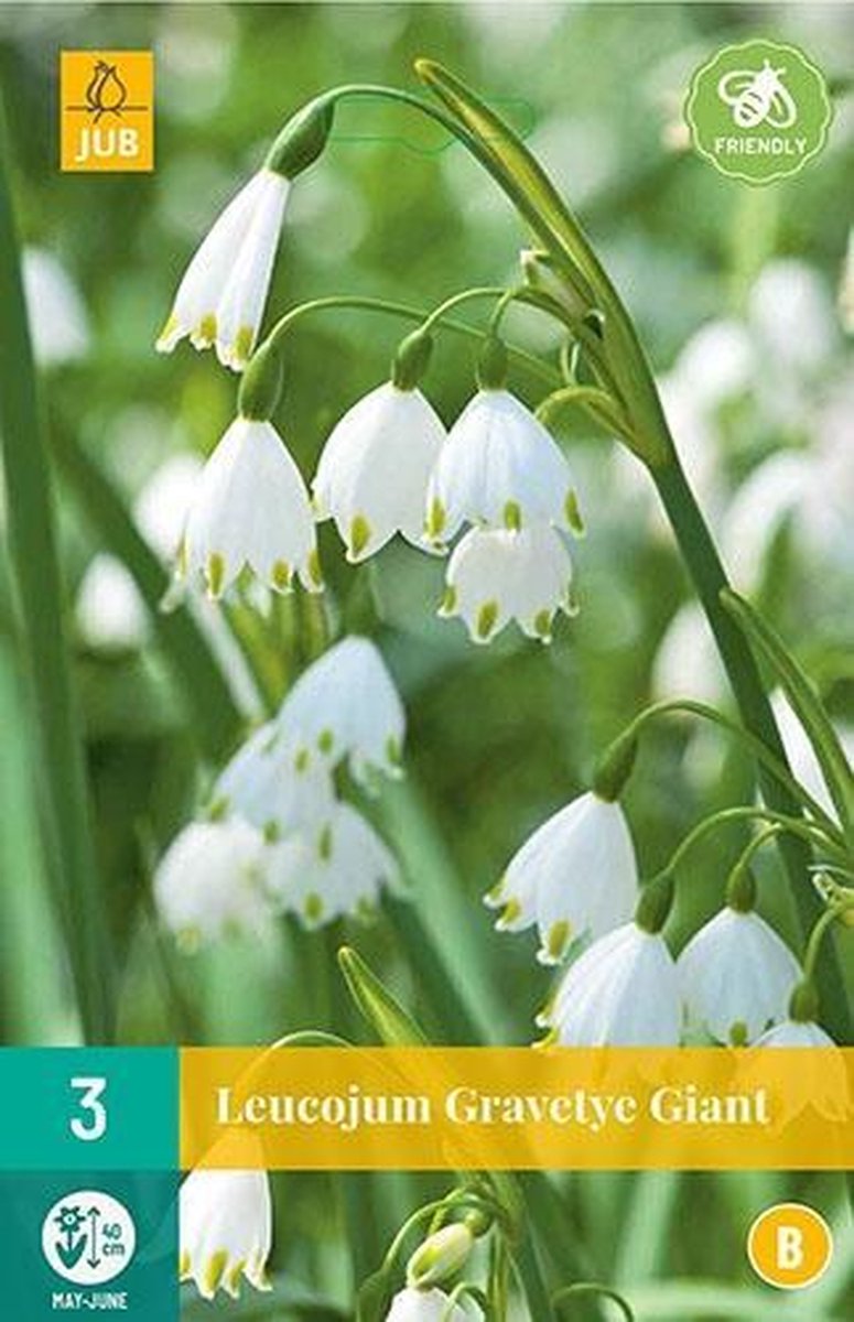 3 LEUCOJUM GRAVETYE GIANT 12/14