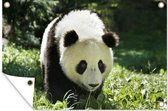 Muurdecoratie Panda - Gras - Dier - 180x120 cm - Tuinposter - Tuindoek - Buitenposter