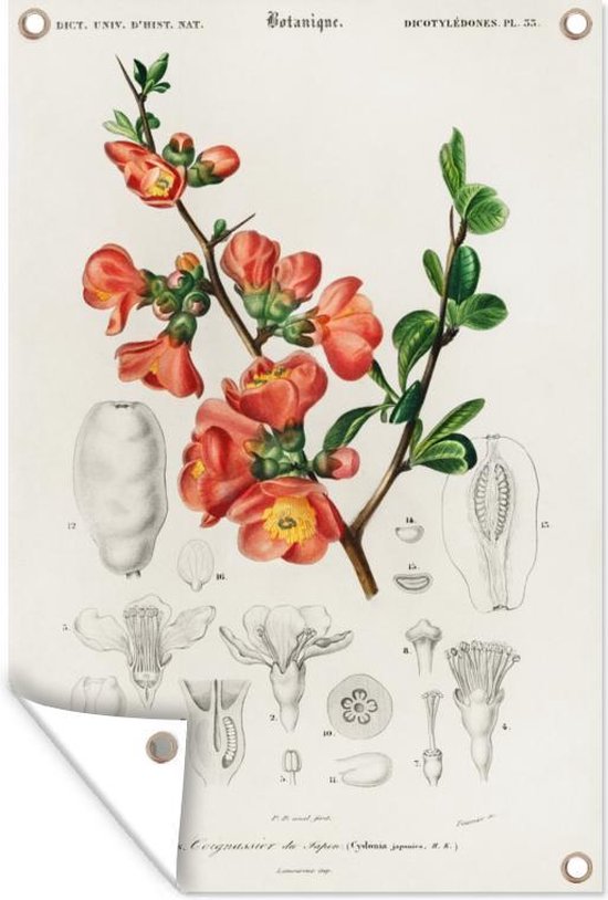Décoration murale Plante - Vintage - Botanica - 120x180 cm - Affiche jardin - Toile jardin