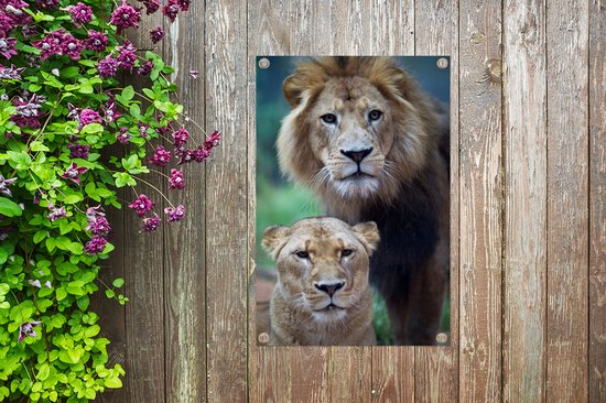 Poster Jardin Lion et Lionne 40x60 cm - petit - Toile de jardin / Toile d'extérieur / Peintures d'extérieur (décoration de jardin)