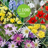 100x Bloembollen - Mix '6 Maanden Bloemen' -Gemengde kleuren - 100 bollen