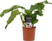 Hellogreen Kamerplant - Calathea Network - 45 cm