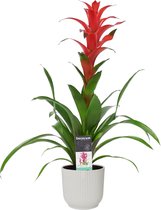 Bloem van Botanicly – Guzmania in witte ELHO plastic pot als set – Hoogte: 60 cm – Guzmania Allura