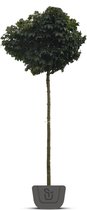 Bolesdoorn | Acer platanoides Globosum | Stamomtrek: 16-18 cm | Stamhoogte: 220 cm