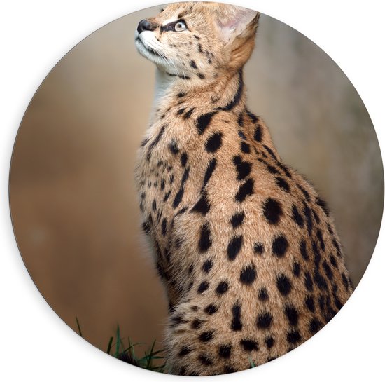 Dibond Muurcirkel - Omhoogkijkende Serval in het Grasveld - 90x90 cm Foto op Aluminium Muurcirkel (met ophangsysteem)