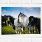 Muursticker - Kudde Wilde Paarden in Verschillende Kleuren onder Blauwe Lucht - 40x30 cm Foto op Muursticker