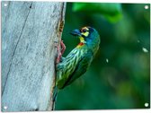 Tuinposter – Groene Kopersmid Vogel tegen Boomstam in de Groene Natuur - 80x60 cm Foto op Tuinposter (wanddecoratie voor buiten en binnen)