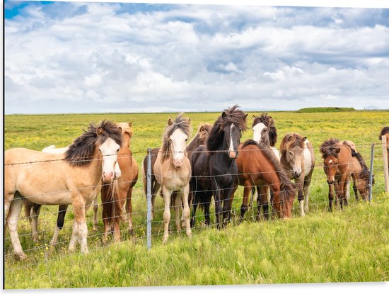 Dibond - Kudde IJslander Paarden in Groene Wei onder Schapenwolken - 80x60 cm Foto op Aluminium (Met Ophangsysteem)