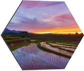 Dibond Hexagon - Zonsondergang bij de Rijstvelden in Indonesië - 40x34.8 cm Foto op Hexagon (Met Ophangsysteem)