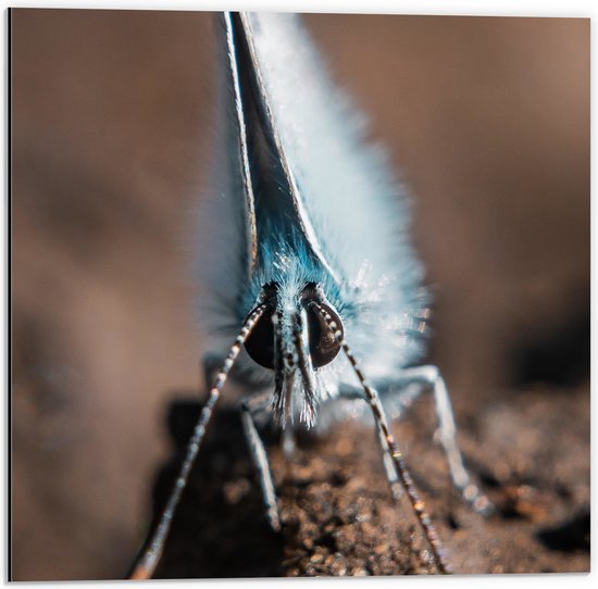 Dibond - Boomblauw Vlinder met Dichtgeslagen Vleugels - 50x50 cm Foto op Aluminium (Met Ophangsysteem)