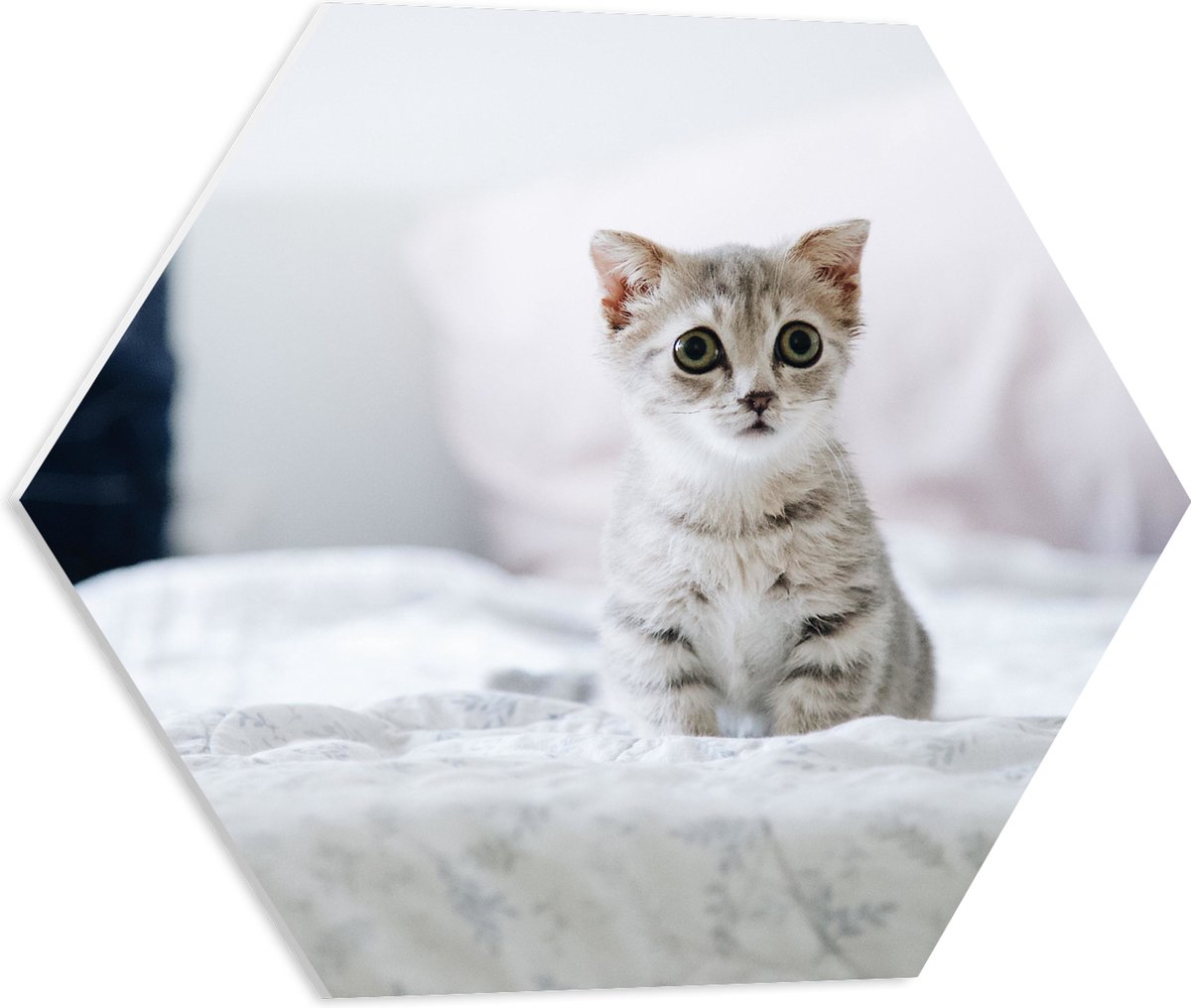 PVC Schuimplaat Hexagon - Grijze Kitten met Donkere Contouren op Lichaam Zittend op Bed -