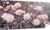 Gards Tuinposter Roze Rozen Bloemen - 200x100 cm - Tuindoek - Tuindecoratie - Wanddecoratie buiten - Tuinschilderij