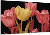 Schilderij Op Canvas Tulpen - Geel, Roze, Zwart - 120x70cm 1Luik - Foto Op Canvas - GroepArt 6000+ Schilderijen 0p Canvas Art Collectie - Wanddecoratie - Woonkamer - Slaapkamer - Canvas Print