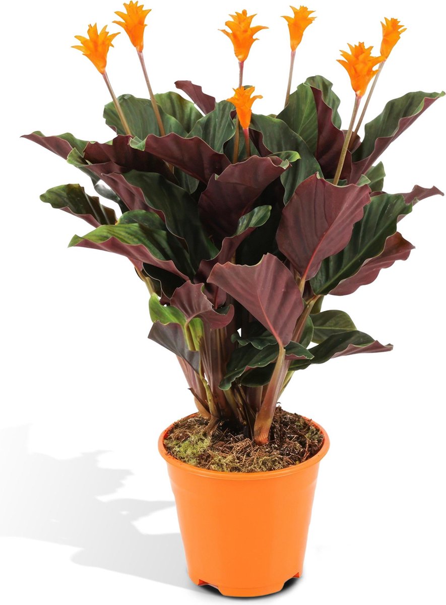 Calathea kopen