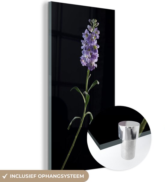 MuchoWow® Glasschilderij 20x40 cm - Schilderij acrylglas - Een paars gekleurde violette op een zwarte achtergrond - Foto op glas - Schilderijen