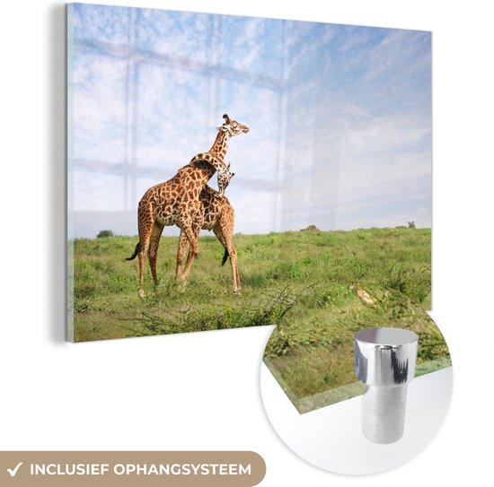 MuchoWow® Glasschilderij 90x60 cm - Schilderij acrylglas - Twee giraffen zijn aan het knuffelen - Foto op glas - Schilderijen