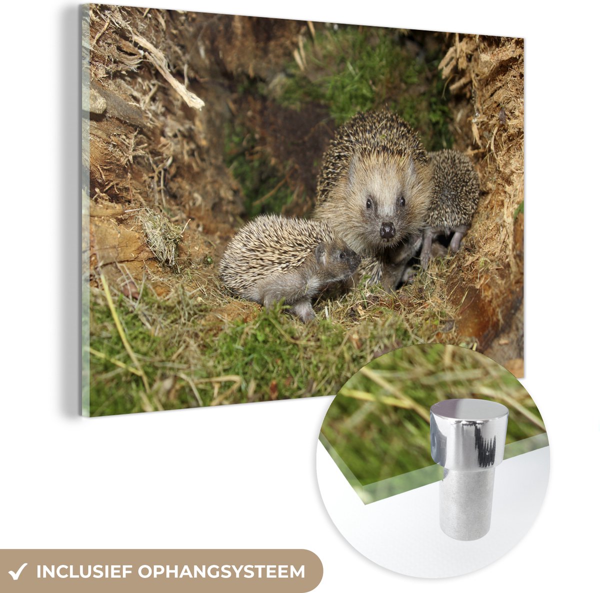 ® Glasschilderij 180x120 cm - Schilderij acrylglas - Baby egels in de natuur - Foto op glas - Muurdecoratie woonkamer - Wanddecoratie slaapkamer - Schilderijen