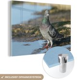 Pigeon rocheux dans l'eau Plexiglas 120x80 cm - Tirage photo sur Glas (décoration murale plexiglas)