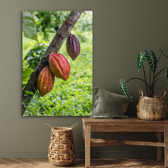 La jungle avec la fève de cacao dans les cabosses Plexiglas 60x90 cm - Tirage photo sur Glas (décoration murale plexiglas)