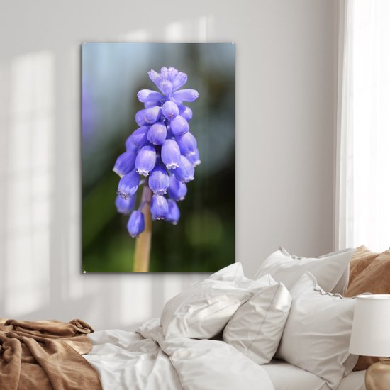 Jacinthe de raisin commun par une journée ensoleillée Plexiglas 60x90 cm - Tirage photo sur Glas (décoration murale en plexiglas)