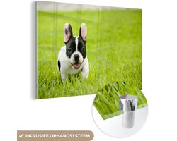 ® Glasschilderij 30×20 cm – Schilderij acrylglas – Franse Bulldog – Pup – Gras – Foto op glas – Muurdecoratie woonkamer – Wanddecoratie slaapkamer – Schilderijen ® Glasschilderij 30×20 cm – Schilderij acrylglas – Franse Bulldog – Pup – Gras – Foto op glas – Muurdecoratie woonkamer – Wanddecoratie slaapkamer – Schilderijen