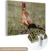 Faisan se promène dans le pré à la recherche de nourriture Plexiglas 60x40 cm - Tirage photo sur Glas (décoration murale en plexiglas)