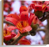 Hout - Rode Bloeiende Bloemen aan Indische kapokboom - 50x50 cm - 9 mm dik - Foto op Hout (Met Ophangsysteem)