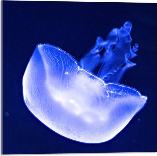 Acrylglas - Neon Blauwe Kwal in Donkerblauwe Oceaan - 50x50 cm Foto op Acrylglas (Wanddecoratie op Acrylaat)
