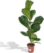 Hello Plants Ficus Lyrata Vioolbladplant - Ø 17 cm - 75 cm - Kamerplant Tabaksplant