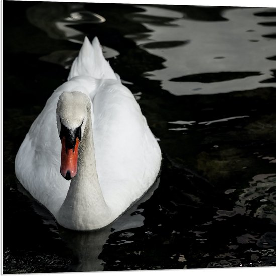 PVC Schuimplaat - Witte Eenzame Zwaan Dobberne d op het Water - 80x80 cm Foto op PVC Schuimplaat (Met Ophangsysteem)