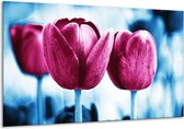 Peinture sur verre tulipe | Rose, Bleu | 120x70cm 1Hatch | Tirage photo sur verre |  F003828