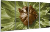 Peinture sur verre fleur | Vert, marron, blanc | 160x80cm 4 Liège | Tirage photo sur verre |  F002547