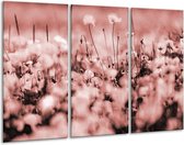 Glasschilderij Bloemen - Bruin, Rood - 120x80cm 3Luik - Foto Op Glas - Geen Acrylglas Schilderij - GroepArt 6000+ Glas Art Collectie - Maatwerk Mogelijk
