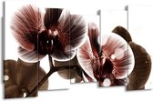GroepArt - Canvas Schilderij - Orchidee - Bruin, Wit - 150x80cm 5Luik- Groot Collectie Schilderijen Op Canvas En Wanddecoraties