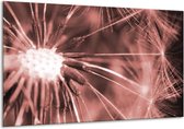 Peinture sur verre Fleur | Marron, rouge | 120x70cm 1Hatch | Tirage photo sur verre |  F006484