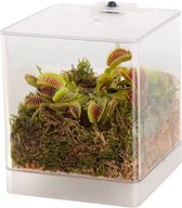 Swampworld Mini Terrarium met LED lamp - Vleesetende plant - 1 Venus Vliegenvanger + Handige Watermeter - L12xB12xH15 cm