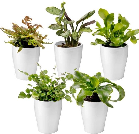 Ecoworld Mini Varen Plantjes Mix - Inclusief Mini Planten Potjes - stuks cm... | bol.com