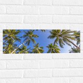 Muursticker - Onderaanzicht van Groepje Grote Palmbomen onder Heldere blauwe Lucht - 60x20 cm Foto op Muursticker