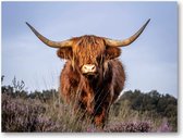 Schotse Hooglander - Foto op Plexiglas 40x30